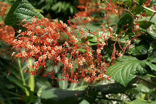 Clerodendrum paniculatum - Clérodendron paniculé