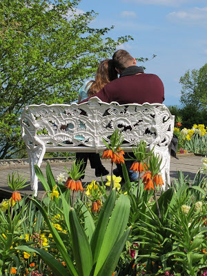 Tulpenblüten, Tulpen, Mainau, Bodenseeforum, Bodensee, 