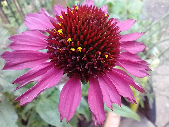 Echinacea flower showing the yellow pollen ring on its central cone