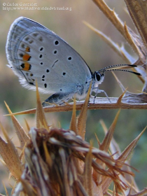 http://www.biodiversidadvirtual.org/insectarium/Cupido-argiades-img508164.html