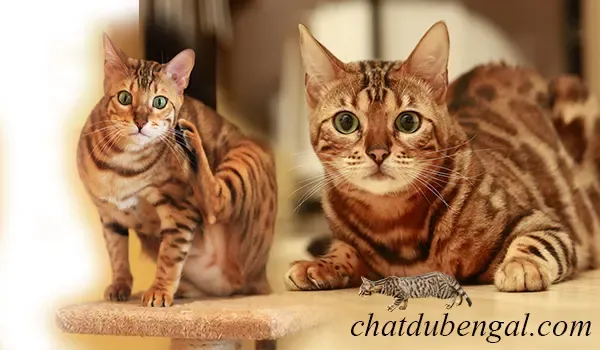 Taille Du Chat Bengal Informations Precises Taille Du Chat Bengal Informations Precises
