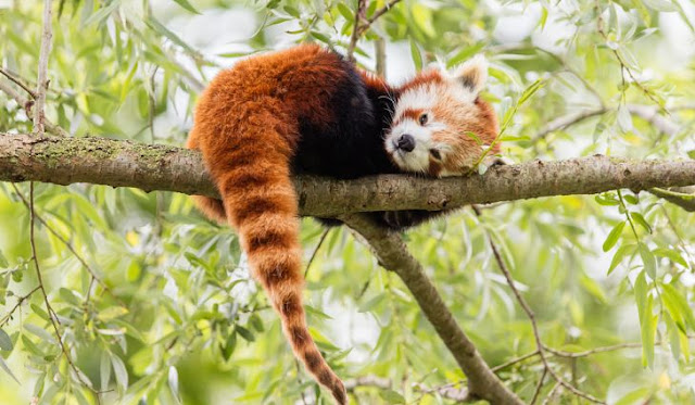 Red Panda - Panda Rojo