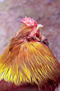closeup of a brahma-mix rooster