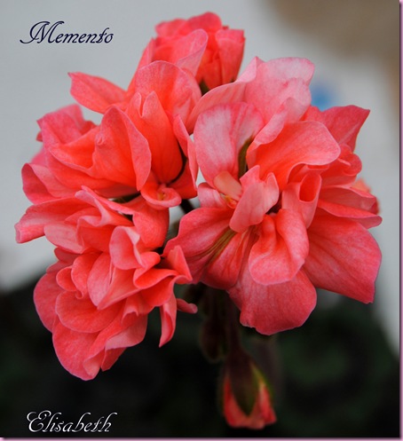 pelargonium i mai 2011 072