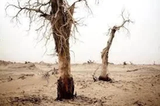 Colonialism and Uyghur black parts tied to the soil