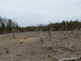 Dead Horse Marsh