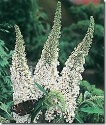 Buddleja albiflora