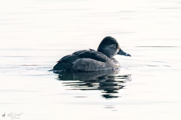 Ring-necked duck