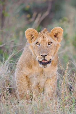 c4 images and safaris, masai mara, photo tour