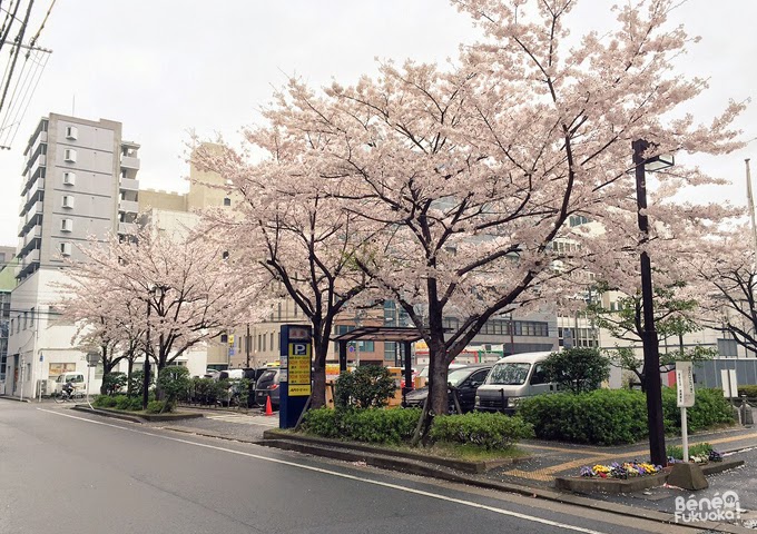 Cherry tree "sakura" in Fukuoka