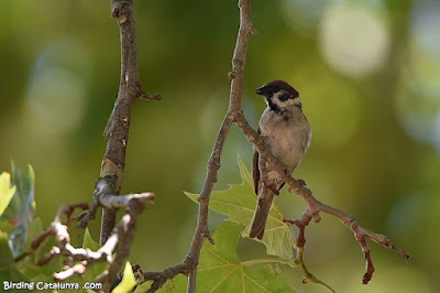 Pardal xarrec (Passer montanus)