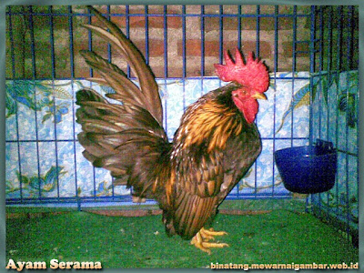 gambar ayam binatang omnivora