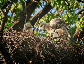 Tompkins Square red-tailed hawk chicks