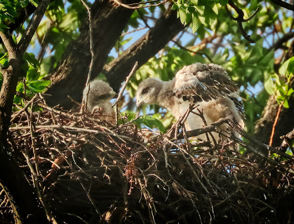 Tompkins Square red-tailed hawk chicks