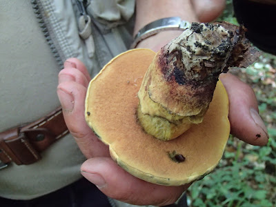 Boletus queletii borowik gładkotrzonowy