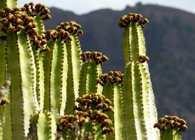 Euphorbia canariensis f. viridis - Cardón 06