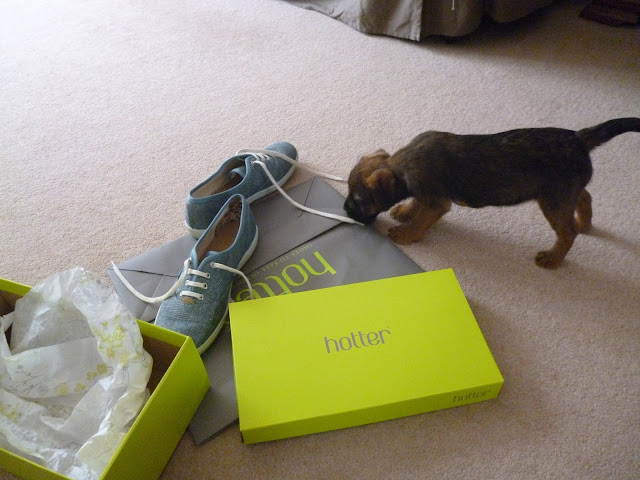 Puppy explores box and shoes from Hotter shoes