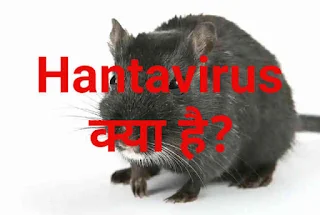 Hantavirus क्या है और यह कैसे फैलता है? इस के लक्षण क्या है?