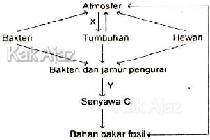 Skema daur karbon pada ekosistem, gambar soal Biologi SMA UN 2016