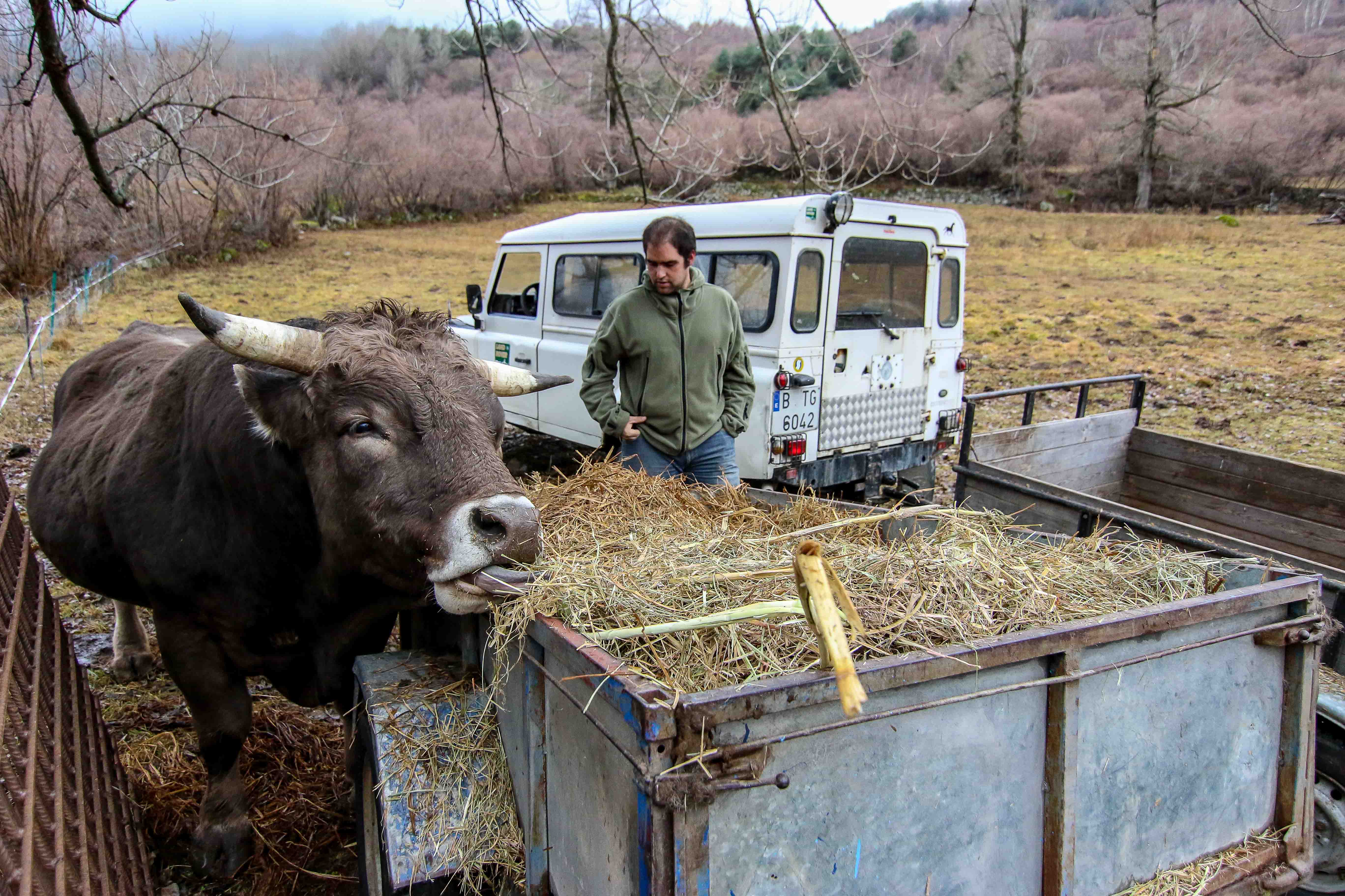 Un ramader d’Espot i el seu bou (Catalunya)
