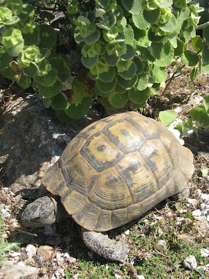 Tortoises Kos Island