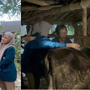 Mahasiswi UNDIP Terapkan Pelatihan Pendugaan Bobot Badan Ternak Tanpa Timbangan Kepada Peternak di Desa Troketon