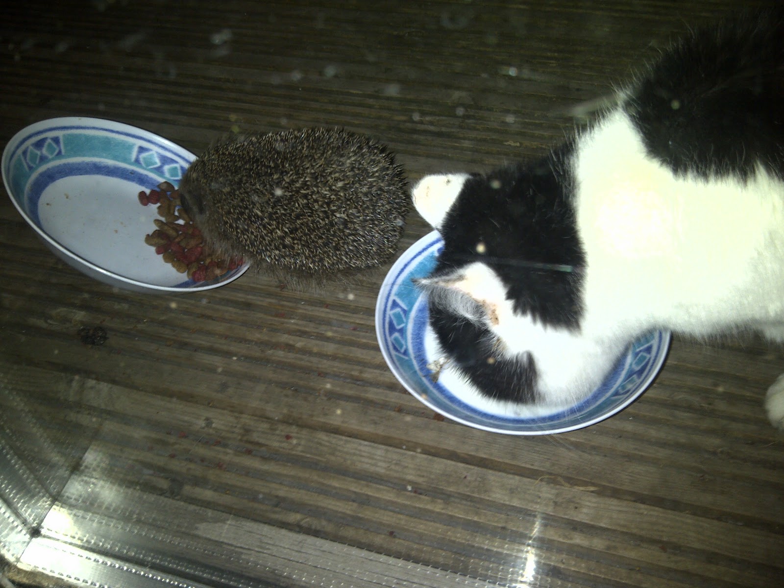 Making It As Mum: Hedgehogs garden hoggitat - 