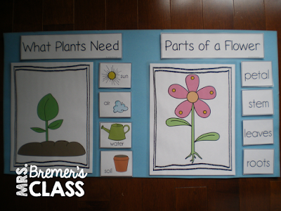 Lots of fun ideas and hands on activities for students to learn about plants. Includes planting seeds and recording observations! Perfect for a spring theme. K-1 #kindergarten #1stgrade #science #plants #plantunit #spring
