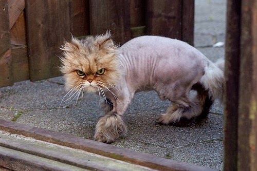 Kitty Stampede: Lion Cats II