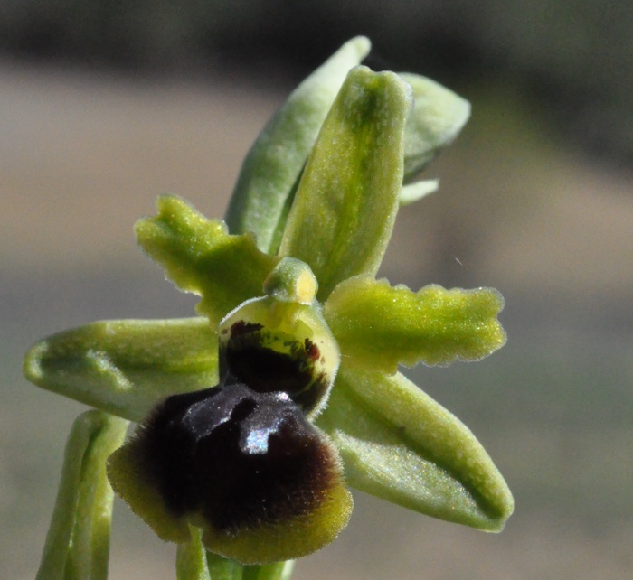 Ophrys araneola