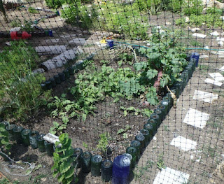 Yema-Ya organic farm run by local women in Chelem Puerto, Yucatan