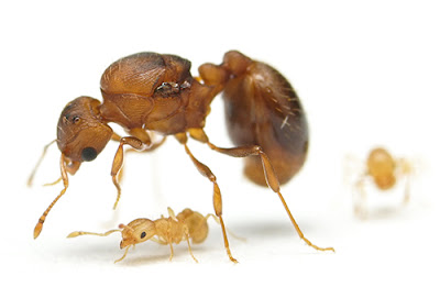 hormigas de las yungas