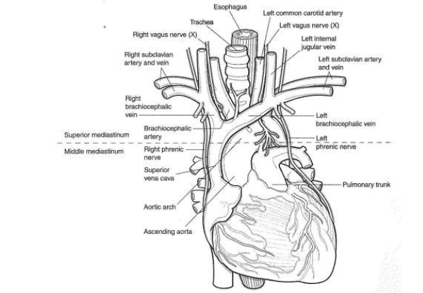Structure of the Mediastinum-Heart Diagram
