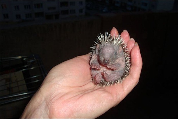 hedgehog (3)