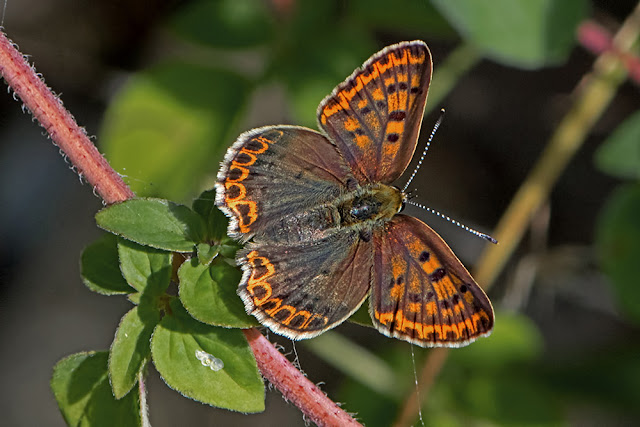 Lycaena tityrus the Sooty Copper butterfly