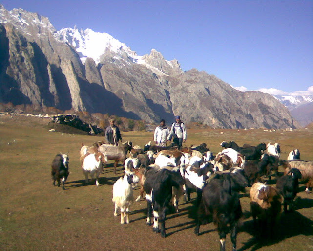 My Late Father's (Amir Baig) Herd of Goats