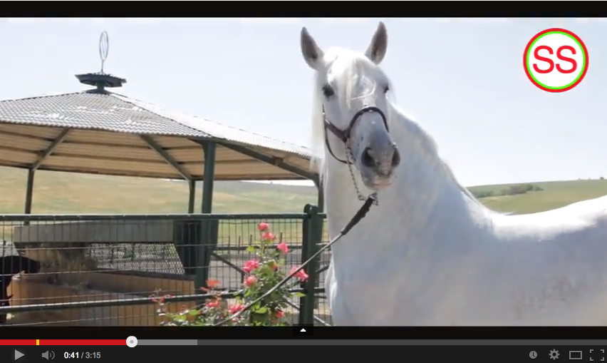  Vídeo Ganadería Salvatierra 2014