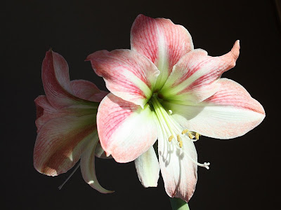 amaryllis