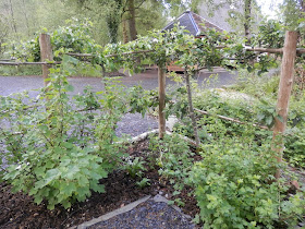 Garden visit, the allotments and polytunnels at CAT. Visiting the organic, permaculture gardens at the Centre for Alternative Technology, Machynlleth, Wales.  By UK eco and garden blogger secondhandsusie.blogspot.com #garden #CAT #centreforalternativetechnology #permaculturegarden #organicgarden 