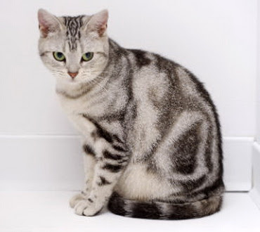 American Shorthair Cat Pictures