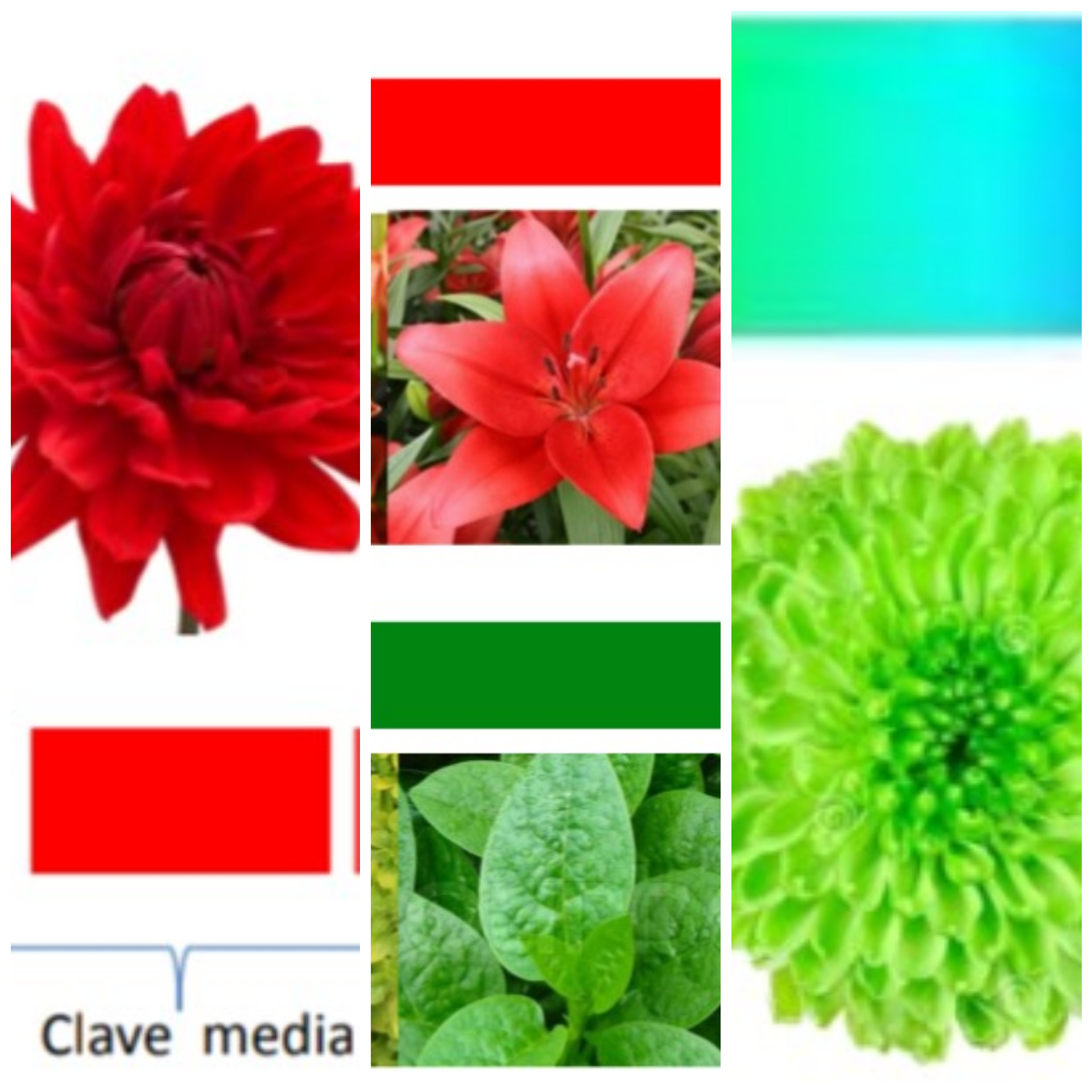 Aprende a combinar los colores de las plantas