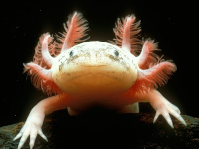 Ảnh đẹp khủng long 6 sừng - cá axolotl 