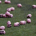 3,000 Pigs Invade Pitch!!