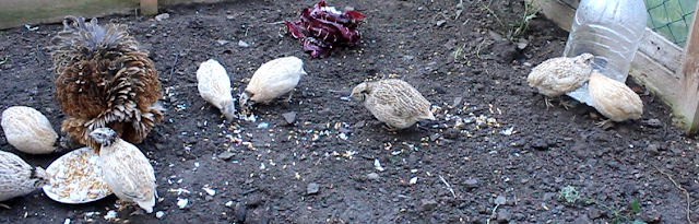 Golden Italian, Golden Italian Speckled and Manchurian Coturnix Quail