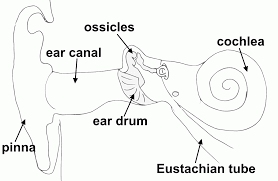 Simple ear diagrams | Ear diagram with labels | Inner ear diagram