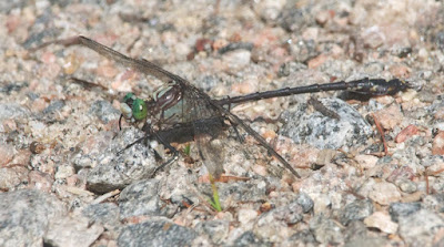 Black-shouldered Spinyleg (Dromogomphus spinosus)