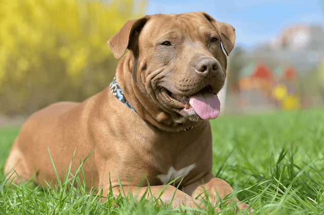 Pitbull red nose: origem e curiosidades