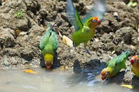 Burung Lovebird ,merawat lovebird,Cara Membuat Kicau Burung Lovebird Yang Bagus -Gacor