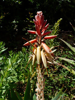 Aloe de Corse - Aloès de Corse