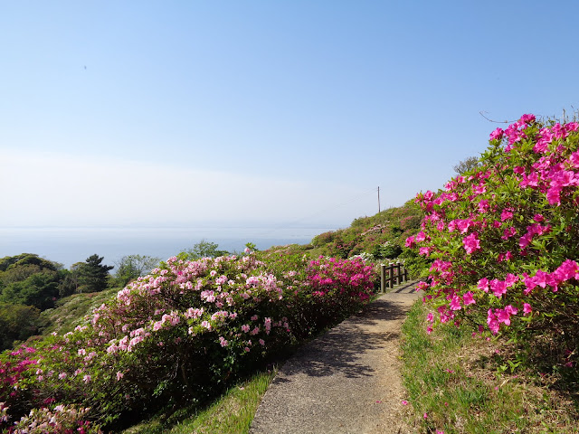 五本松公園の千本つつじ